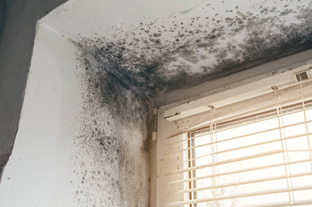 Affordable Mold Removal solutions in Hacksneck, VA