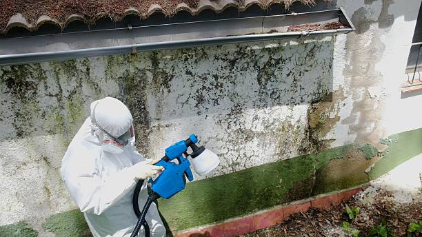 Top rated local Mold Removal specialists in Hacksneck, VA